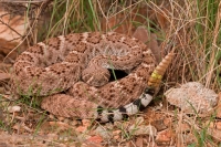 Western Diamondback Rattlesnake (Crotalus atrox) - Arizona