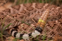 Western Diamondback Rattlesnake (Crotalus atrox) - Arizona