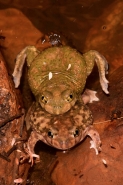 Couch\'s Spadefoots Mating (Scaphiopus couchii) - Arizona