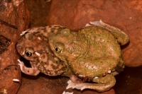 Couch\'s Spadefoots Mating (Scaphiopus couchii) - Arizona