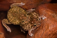 Couch\'s Spadefoots Mating (Scaphiopus couchii) - Arizona