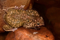 Couch\'s Spadefoots Mating (Scaphiopus couchii) - Arizona
