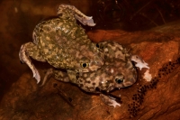 Couch\'s Spadefoots Mating (Scaphiopus couchii) - Arizona