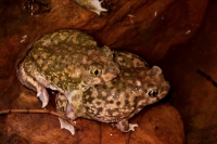Couch\'s Spadefoots Mating (Scaphiopus couchii) - Arizona