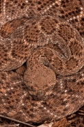 Western Diamondback Rattlesnake (Crotalus atrox) - Arizona
