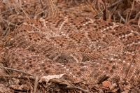 Western Diamondback Rattlesnake (Crotalus atrox) - Arizona