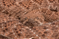 Western Diamondback Rattlesnake (Crotalus atrox) - Arizona
