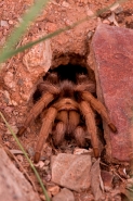 Desert Tarantula (Aphonopelma spp.) Sonoran Desert - Arizona