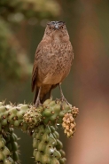 Curve-billed Thrasher (Toxostoma curvirostre) - Arizona