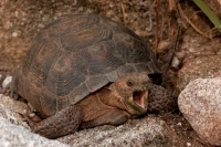 Desert Tortoise (Gopherus agassizii) - Arizona