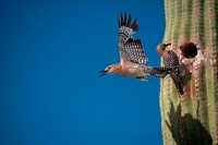 Gila Woodpecker (Malanerpes uropygialis) - Arizona