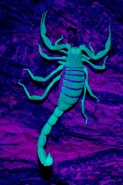 Desert Hairy Scorpion (Hadrurus arizonensis) - under UV light -