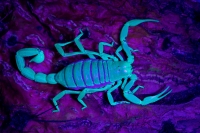 Desert Hairy Scorpion (Hadrurus arizonensis) - under UV light -
