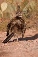 Greater Roadrunner Sunbathing (Geococcyx californianus) - Arizon