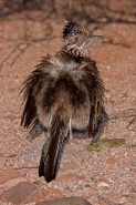 Greater Roadrunner Sunbathing (Geococcyx californianus) - Arizon