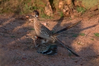 Greater Roadrunner (Geococcyx californianus) - Arizona