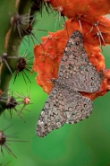 Cracker Butterfly (Hamadryas februa) - Sonora Mexico