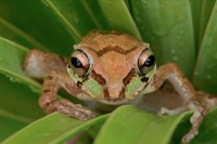 Mexican Tree Frog (Smilisca baudinii) Alamos - Sonora - Mexico