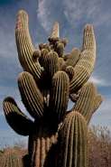 Saguaro Cactus (Carnegiea gigantea) - Sonoran Desert Arizona