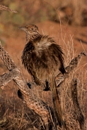 Greater Roadrunner Sunbathing (Geococcyx californianus) - Arizon