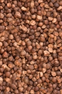 Mexican Jumping Beans - Alamos - Sonora - Mexico