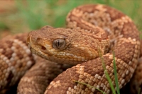 Mexican West Coast Rattle Snake (crotalus basiliscus) - Mexico