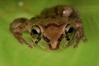 Mexican Tree Frog (Smilisca baudinii) Alamos - Sonora - Mexico