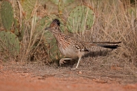 Greater Roadrunner Running (Geococcyx californianus) - Arizona