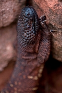 Rio Fuerte Beaded Lizard (Heloderma horridum exasperatum)-Mexico