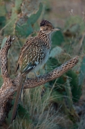 Greater Roadrunner (Geococcyx californianus) - Arizona
