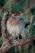Greater Roadrunner (Geococcyx californianus) - Arizona