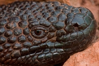 Rio Fuerte Beaded Lizard (Heloderma horridum exasperatum)-Mexico