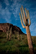 Saguaro Cacti - Picacho Peak State Park -Arizona
