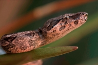 Boa Constrictor (Boa constrictor) - Young - Sonora - Mexico