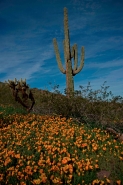 Saguaro Cacti - Picacho Peak State Park -Arizona