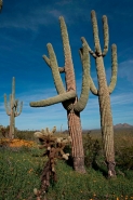 Saguaro Cacti - Picacho Peak State Park -Arizona
