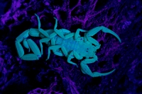 Bark Scorpion Under UV Light (Centruroides exilicauda) -AZ-USA