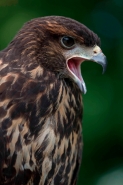 Harris' Hawk (Parabuteo unicinctus) - Immature - USA