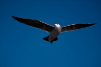 Heermann\'s Gull (Larus heermanni) - Adult - Soaring - Sonora Mex
