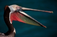 Brown Pelican (Pelecanus occidentalis) - Adult - Sonora Mexico