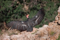 California Condor (Gymnogyps californianus) Arizona - USA