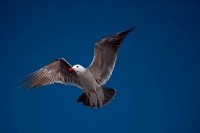 Heermann\'s Gull (Larus heermanni) - Adult - Taking off - Mexico