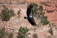 California Condor (Gymnogyps californianus) - Arizona - USA