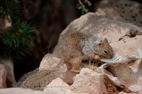 Rock Squirrel (Spermophilus variegatus) - with shed snakeskin-Ar