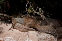 Rock Squirrel (Spermophilus variegatus) - with shed snakeskin-Ar