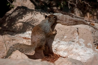 Rock Squirrel (Spermophilus variegatus) - with shed snakeskin-Ar