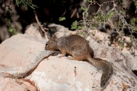 Rock Squirrel (Spermophilus variegatus) - with shed snakeskin-Ar