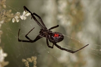 Black Widow Spider (Latrodectus hesperus) - Arizona