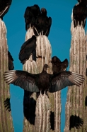 Black Vultures (Coragyps atratus) on Cardon Cactus - Sonora-Mexi
