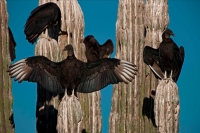 Black Vultures (Coragyps atratus) on Cardon Cactus - Sonora-Mexi